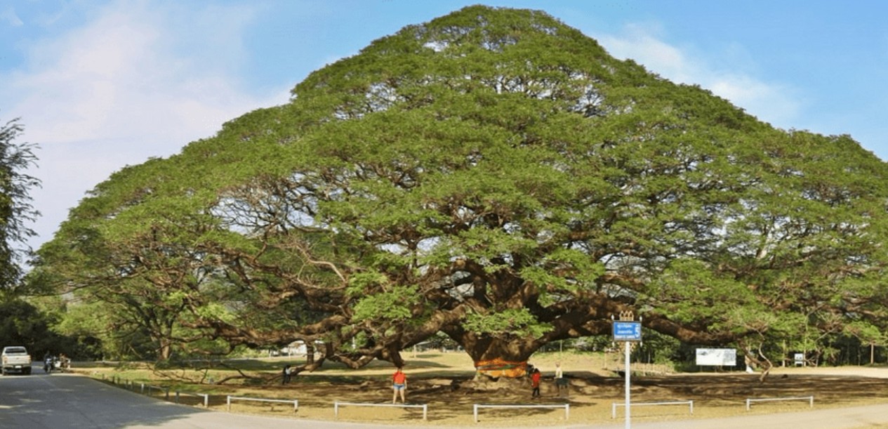 branch.jpg